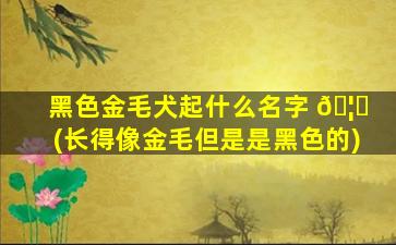 黑色金毛犬起什么名字 🦋 (长得像金毛但是是黑色的)
